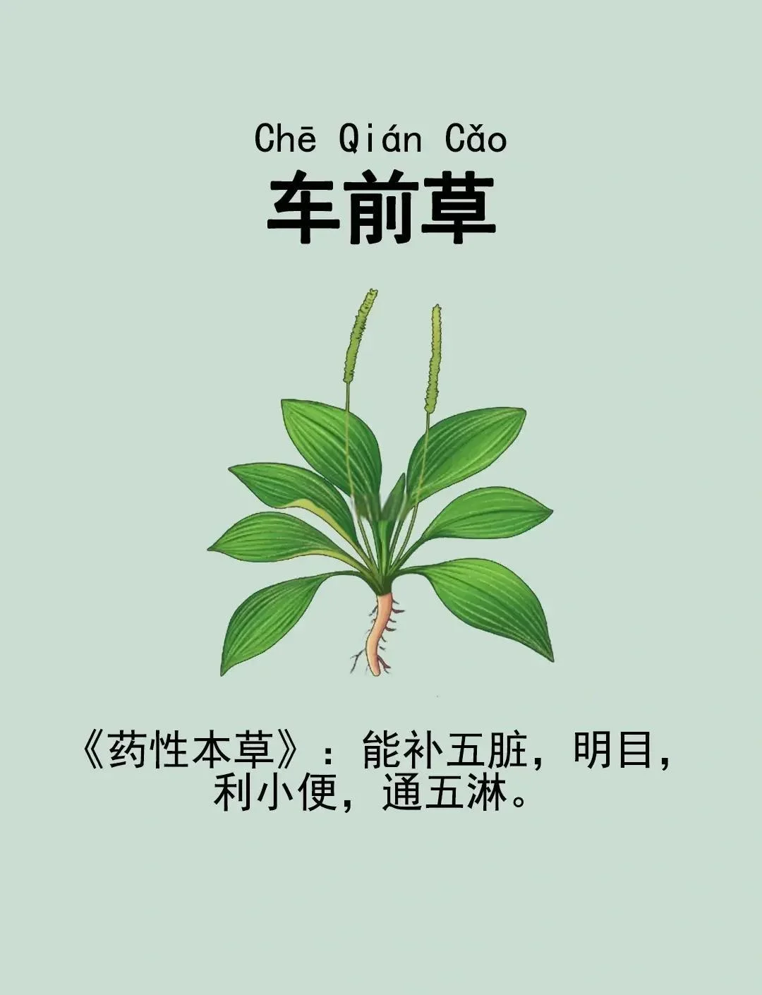 家庭自制车前草酒，透明玻璃罐中翠绿的车前草在清澈酒液中浸泡_1