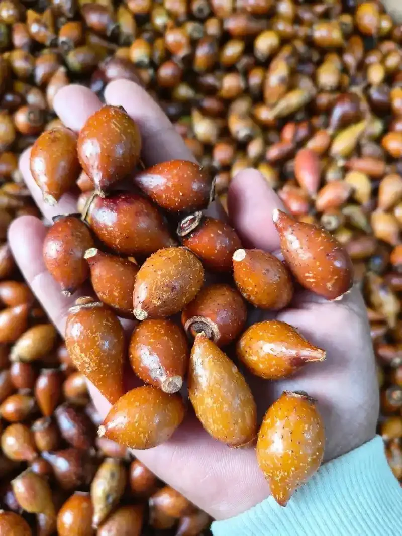 金樱子与桑葚在玻璃罐中混合泡酒的特写照片，展示了理想的材料比例和诱人的酒液色泽。_1