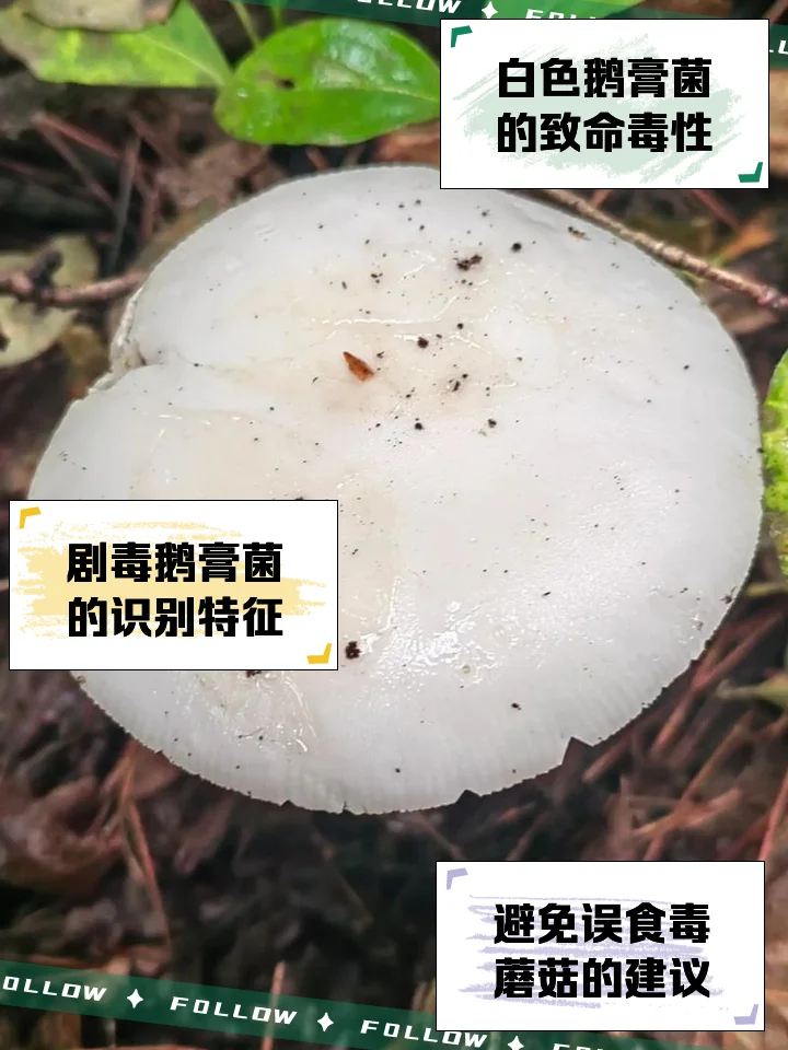 白酒酒曲特写，展示丰富的菌丝网络与高粱粒，背景是传统酿酒陶缸。_1