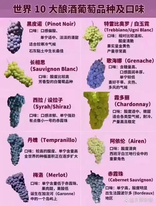 不同酿酒葡萄品种对比图：赤霞珠、美乐、西拉、黑皮诺等，展示在酒窖橡木桶前的专业场景。_1