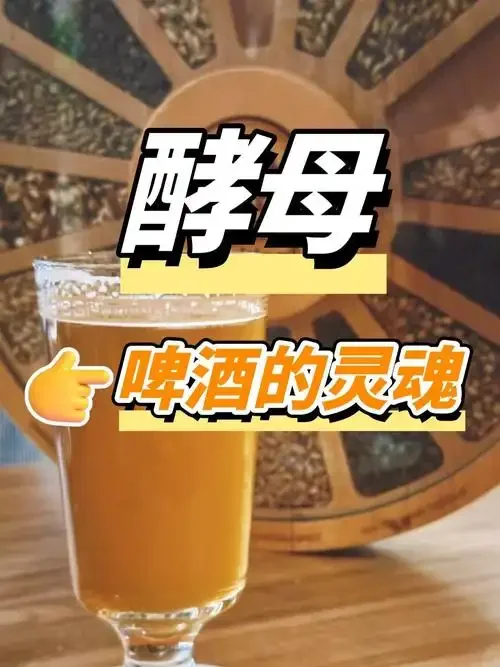微距镜头下的啤酒发酵液与沉积的富硒酵母，展现酿酒过程的科学与纯净之美_1