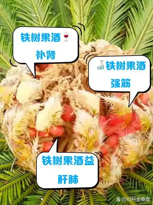 铁树果泡酒制作过程实拍：玻璃罐中的铁树果与白酒_1