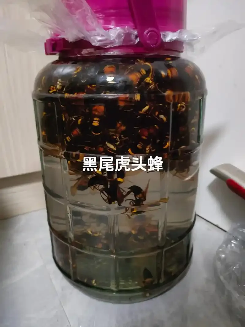透明玻璃瓶中用白酒浸泡的黑蚂蚁药酒特写，旁边散落着中药材，展示传统泡酒工艺_1