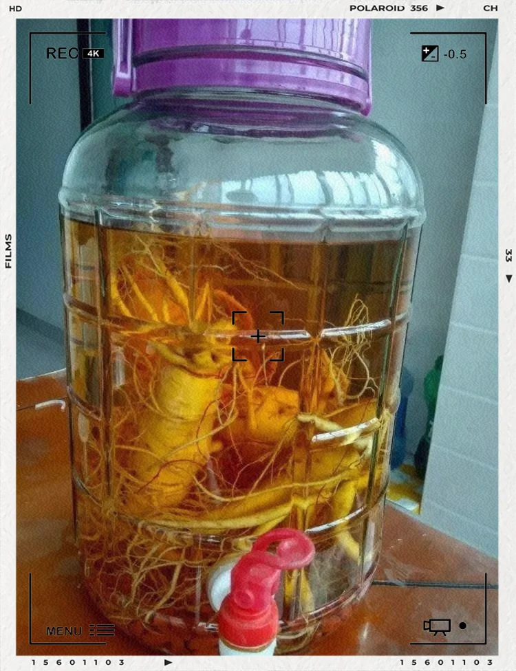 家庭自酿人参酒浸泡过程展示,透明玻璃罐中人参清晰可见,背景为酿酒工作台。_1