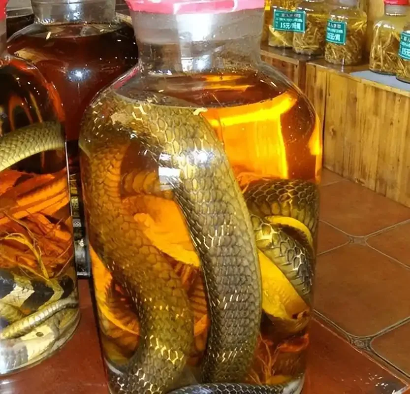 传统蛇酒泡制过程展示：干净玻璃酒坛内蛇与药材浸泡在白酒中_1