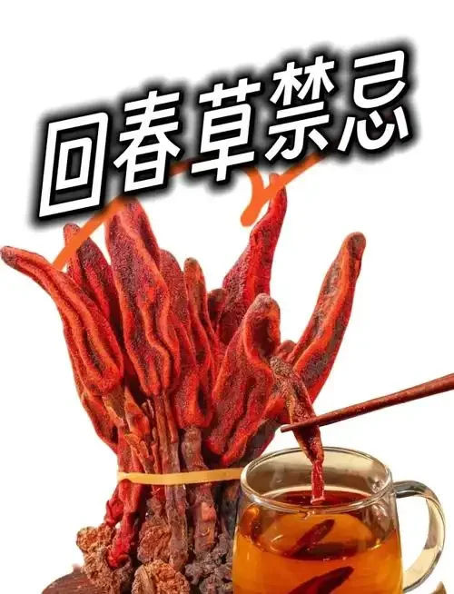 回春草泡酒过程实拍图：玻璃罐中琥珀色酒液浸泡着回春草、枸杞和红枣。_1