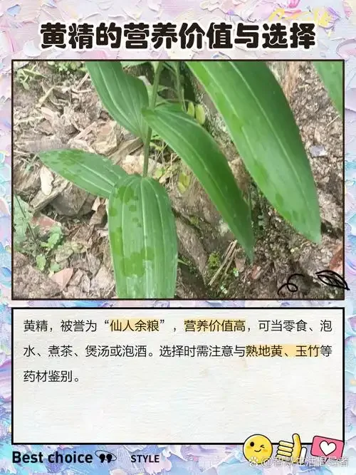 黄精泡酒成品展示：琥珀色酒液中浸泡着金黄色黄精切片的透明玻璃罐_1