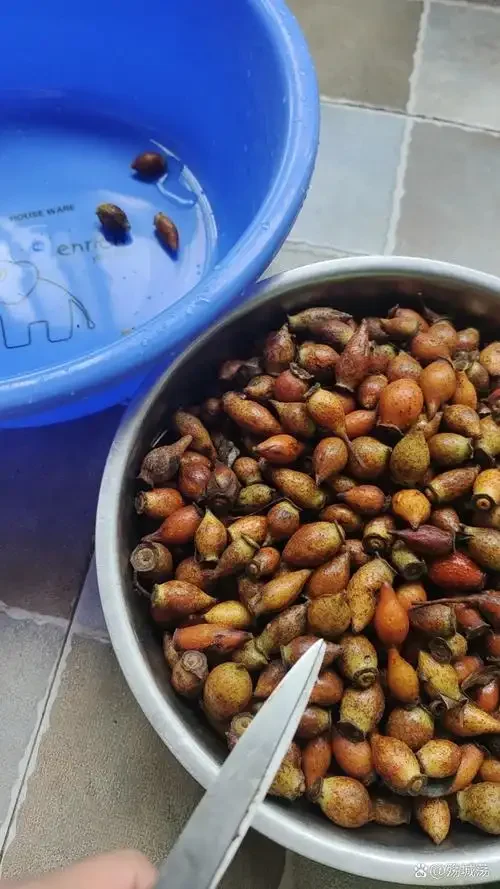 传统手工泡制的金樱子杜仲养生酒，透明玻璃罐中琥珀色酒液与药材清晰可见。_1