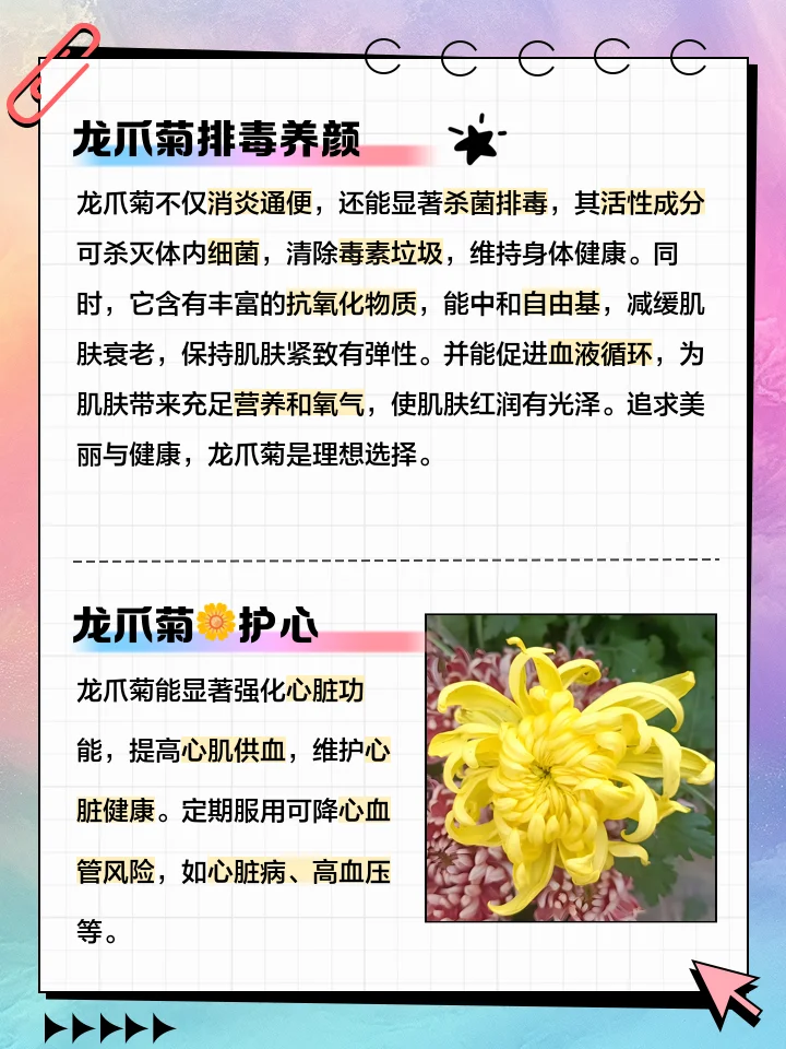 龙爪菊泡酒过程展示：装有龙爪菊和白酒的透明玻璃罐，旁边是新鲜的龙爪菊原料。_1