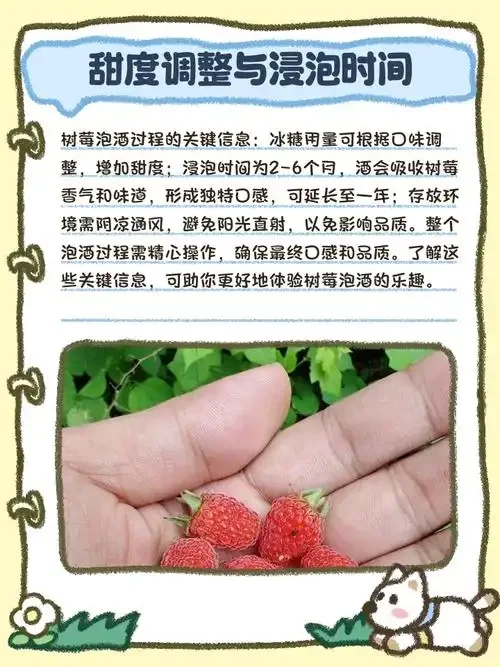 透明玻璃罐中正在浸泡的柘树果酒，橙红色果实清晰可见，旁边散落新鲜柘树果_1