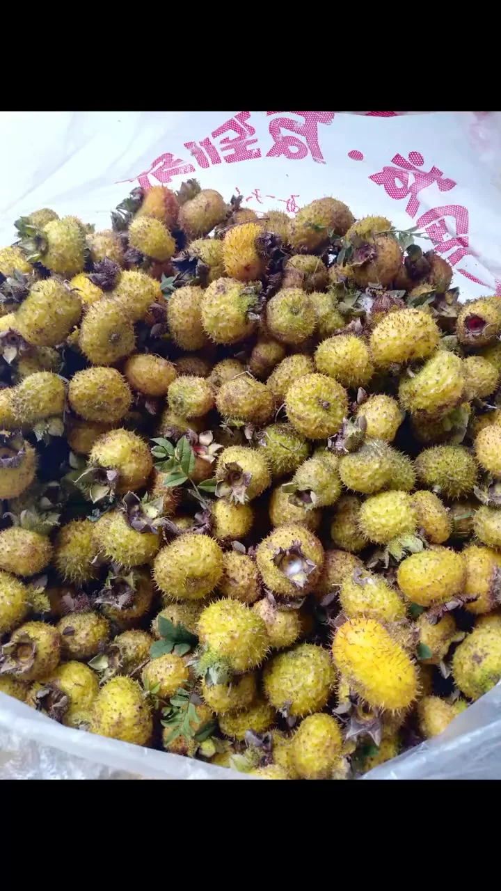 家庭自制刺梨泡酒成品展示：透明玻璃罐中琥珀色酒液浸泡着金黄刺梨，旁边摆放新鲜刺梨和冰糖。_1