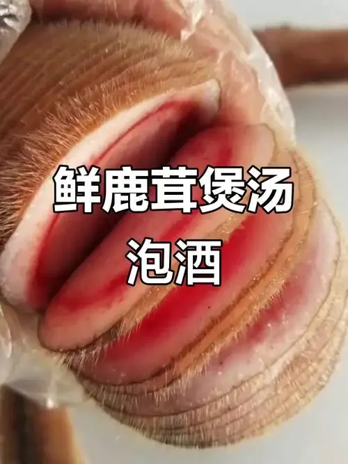 泡过酒的鹿茸切片与研磨成粉的鹿茸粉对比展示图_1