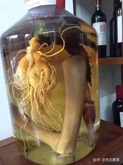 展示人参和鹿茸切片在透明玻璃罐中浸泡的细节图，用于说明泡酒的正确材料和状态。_1
