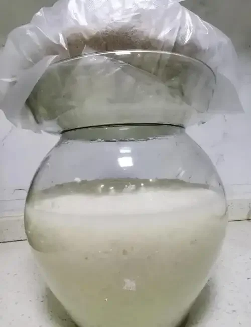 家庭自制米酒发酵过程展示：透明发酵罐中的糯米正在糖化出酒，旁边摆放着酿造原料糯米和酒曲。_1