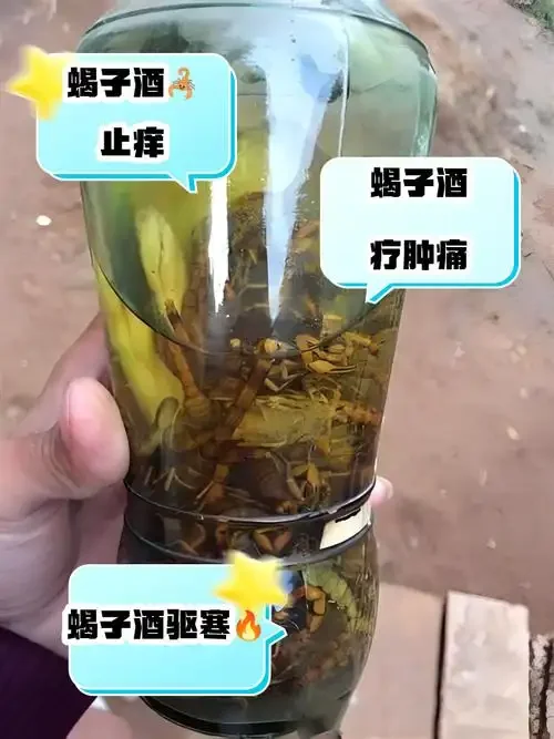 蝎子、枸杞、当归等药材在透明酒坛中与琥珀色白酒共同浸泡的酿酒师工作台场景_1