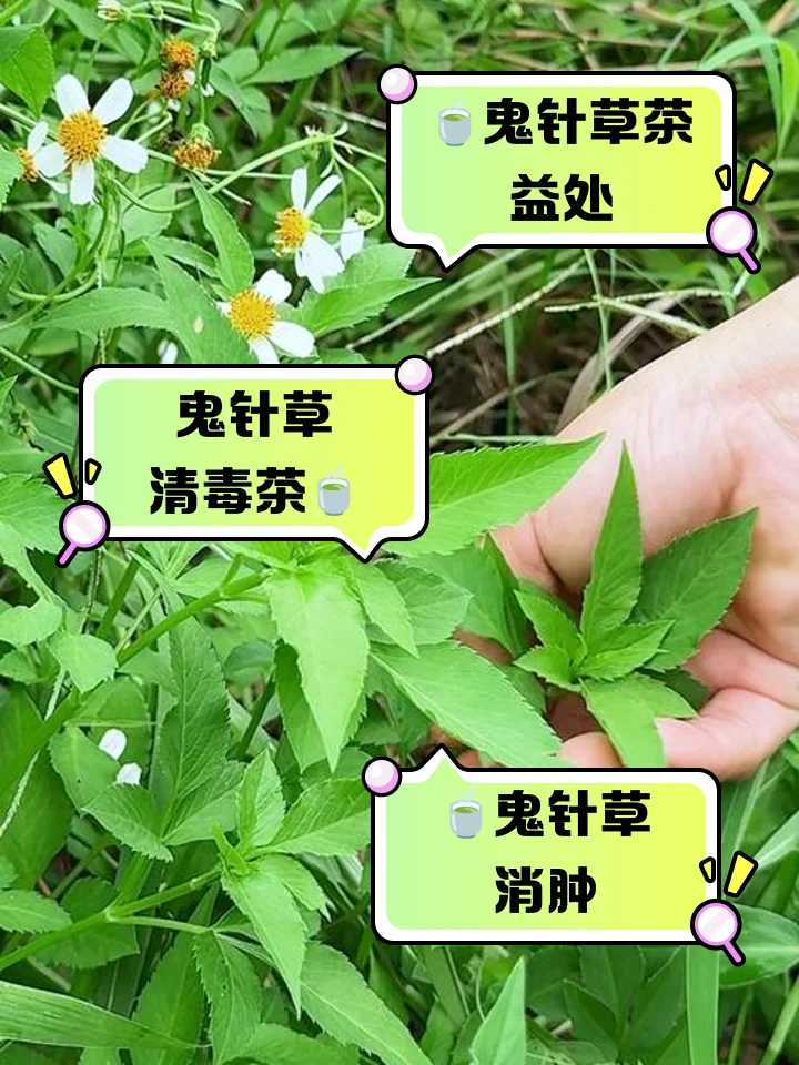家庭自酿九死还魂草泡酒特写：玻璃罐中金黄色的酒液与舒展的绿色卷柏清晰可见，旁边摆放着纯粮白酒和称量工具。_1