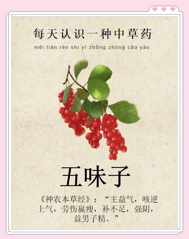 五味子泡酒高清实物展示，饱满五味子在清澈酒液中_1
