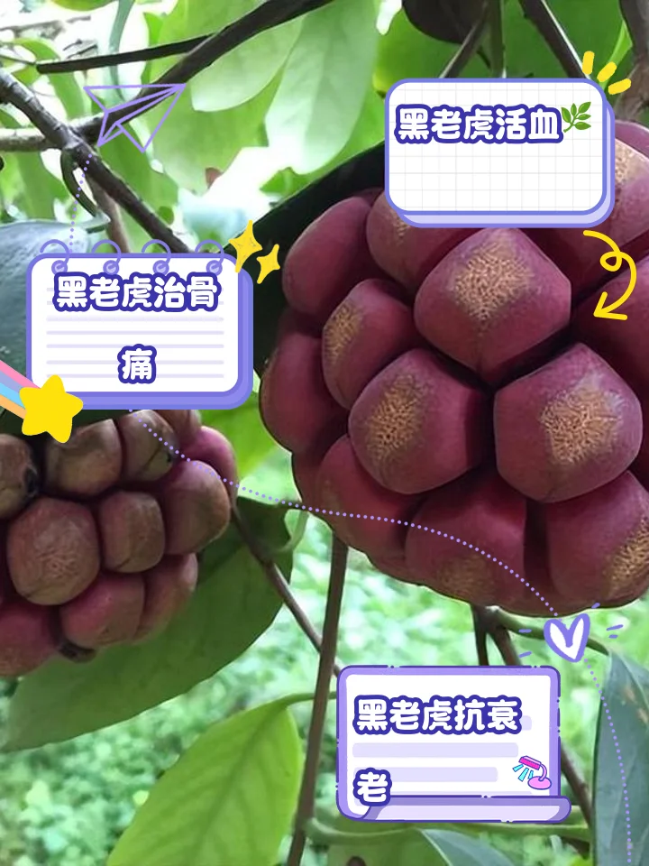 新鲜黑老虎果实与玻璃泡酒罐特写，展示泡酒原料与容器_1