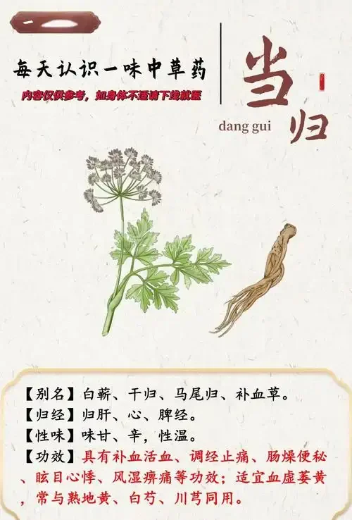一个装有琥珀色酒液和野当归、枸杞、红枣的透明泡酒罐，展示家庭自制野当归酒的成品状态。_1