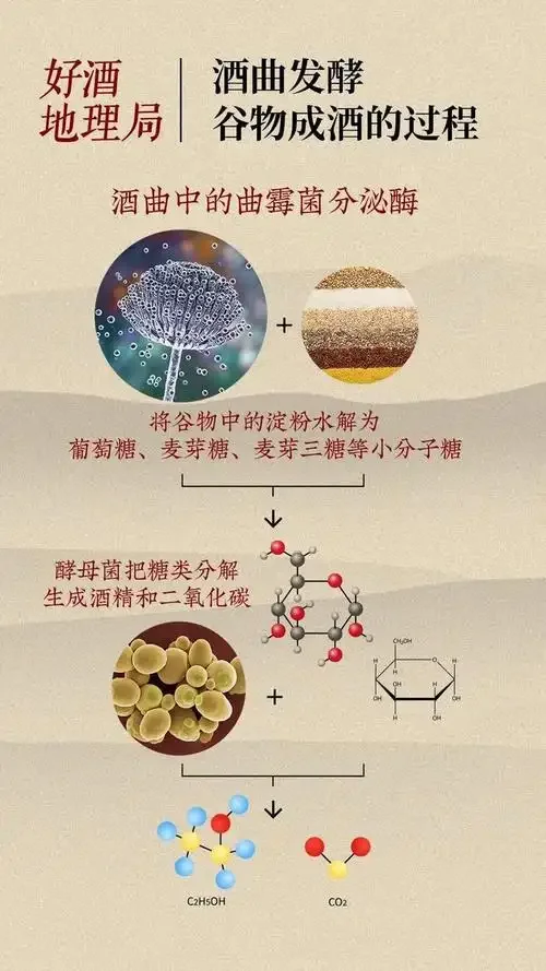 酿酒酵母选择对比：透明烧杯中的麦芽汁旁，摆放着不同种类的酵母产品，用于展示酿酒酵母的实际应用场景。_1