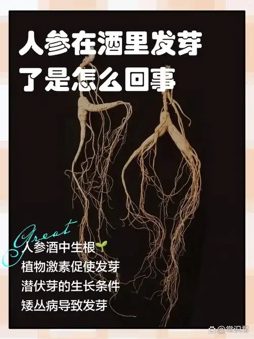 一瓶自酿人参酒特写，酒体清澈，人参完整可见，旁边配有酒杯和酿酒笔记，展现传统泡制工艺。_1