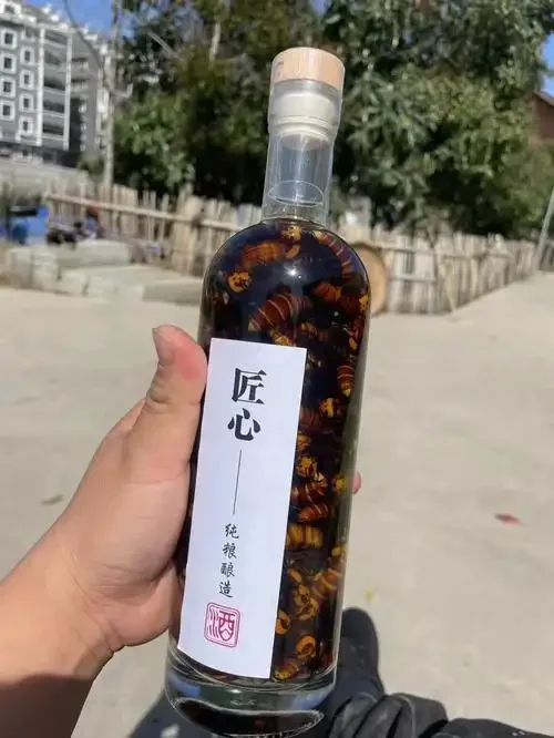 专业酿酒师展示的虎头蜂泡酒样品：透明玻璃罐中，金黄虎头蜂悬浮于清澈琥珀色酒液中，体现传统泡制工艺。_1