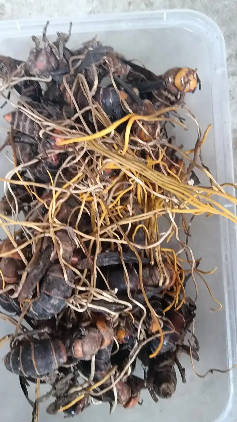 一瓶正在浸泡的马蜂蛹酒特写，展示金黄色蜂蛹在酒液中的状态_1