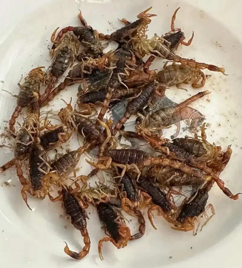 蝎子泡酒成品特写：透明玻璃罐中，蝎子浸泡在金黄色酒液中，周围有少量枸杞点缀。_1