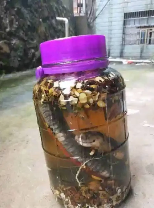 泡蛇酒常用药材配方组合展示，包括蛇干、当归、枸杞等，旁边放置有干净的玻璃酒坛。_1