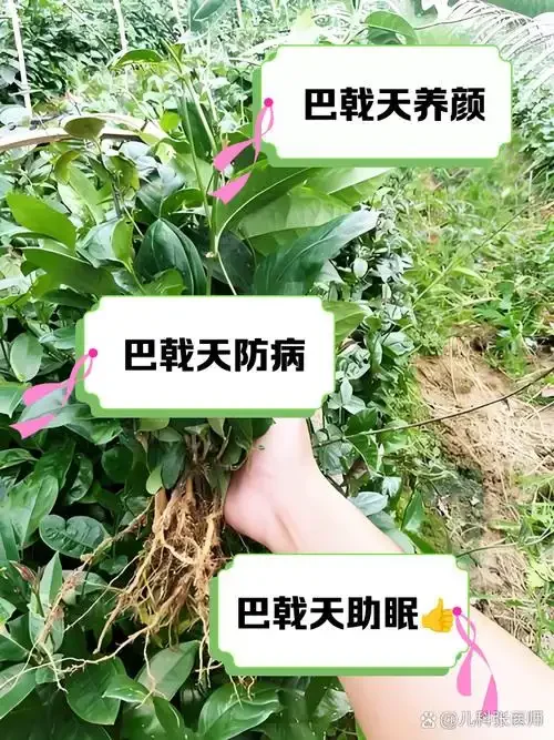 酿酒师展示酿好的巴戟酒，旁边摆放着巴戟天等中药材_1