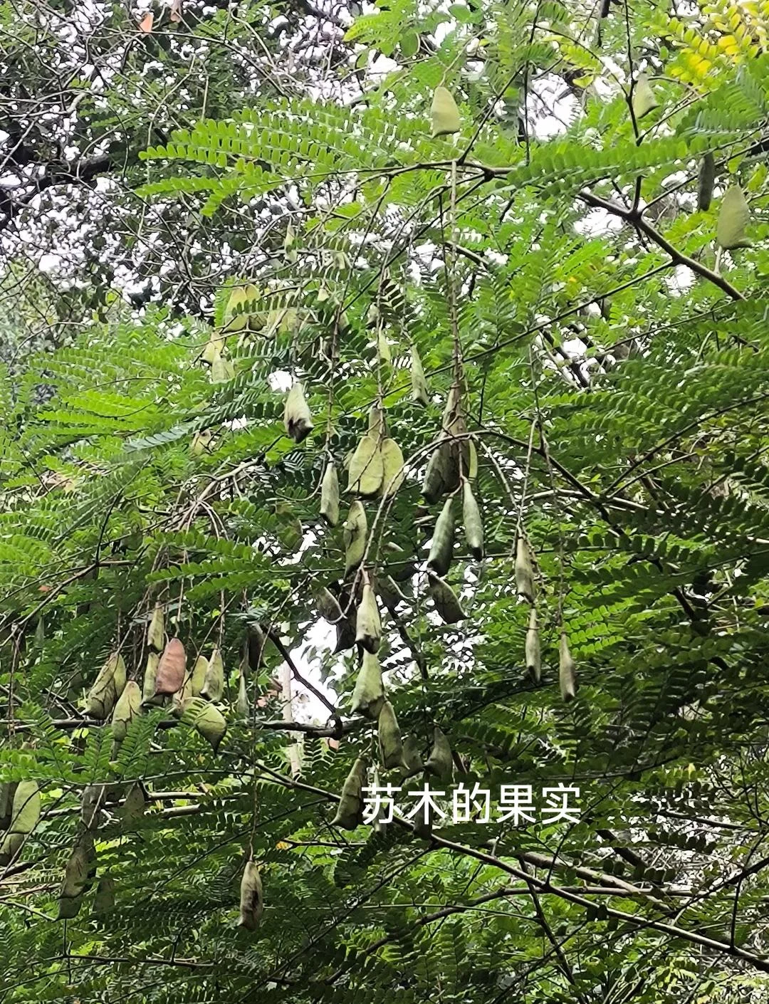 老酿酒师正在将暗红色苏木片放入透明泡酒瓶中_1
