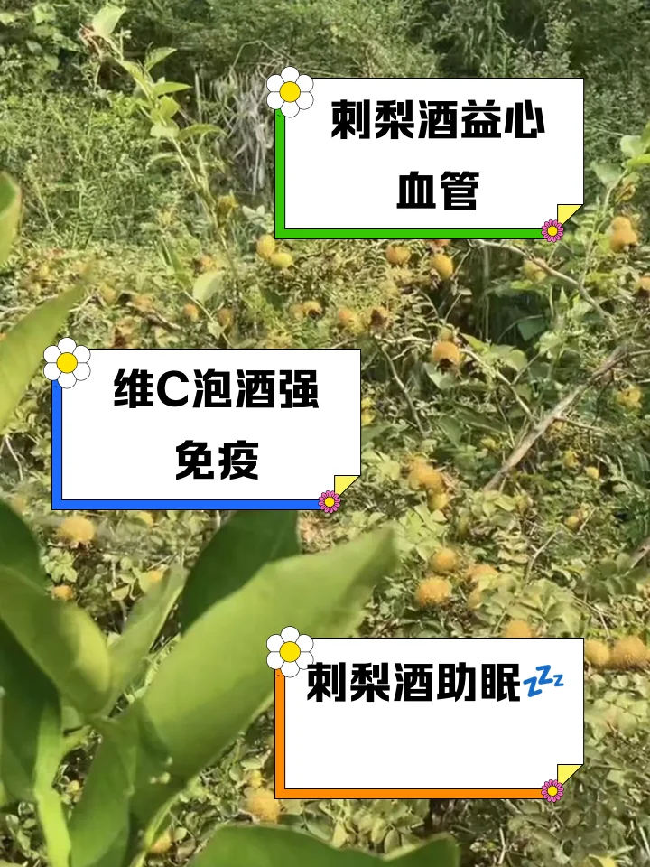 自制刺梨泡酒成品展示：透明玻璃罐中金黄色的酒液与刺梨果实，旁边放置新鲜刺梨，阳光照射下显得温暖健康_1