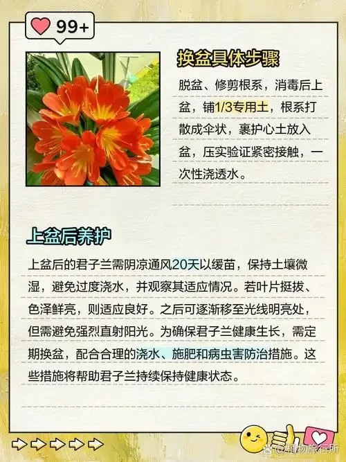 玻璃罐中正在浸泡的君子兰花酒，酒液呈琥珀色，花瓣清晰可见_1