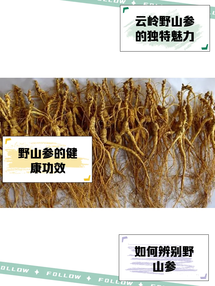 一个透明玻璃罐中正在浸泡五指山参的泡酒过程特写，展示了药材与酒液融合的状态。_1