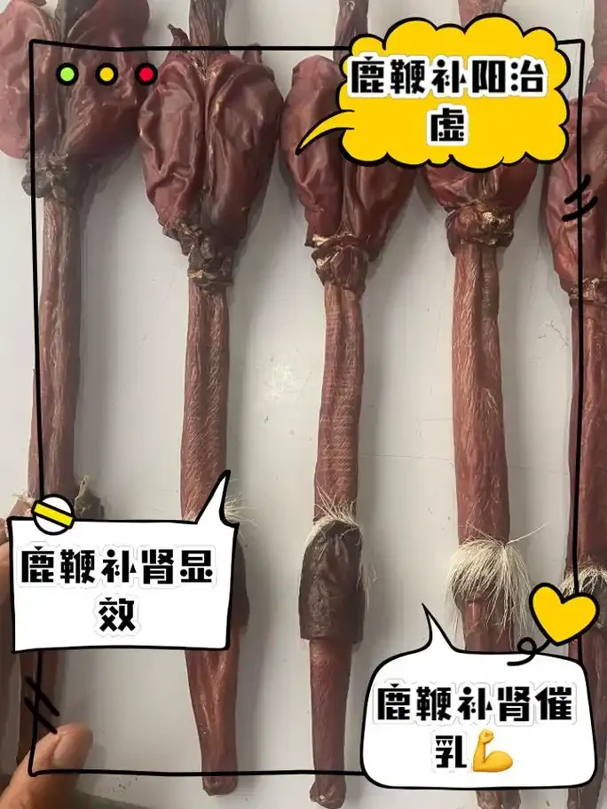 麂子鞭泡酒成品展示：透明玻璃罐中琥珀色酒液浸泡着麂子鞭、枸杞和红枣_1