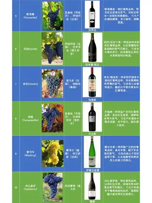 不同品种的酿酒红葡萄（赤霞珠、美乐、黑皮诺）对比展示，背景为酿酒设备_1