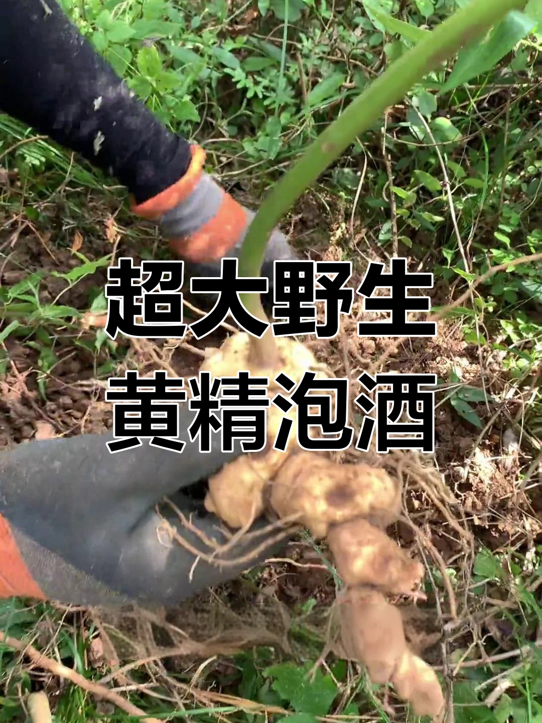 黄精鹿茸泡酒成品展示：透明玻璃罐中金黄酒液浸泡着切片黄精和血色鹿茸片_1