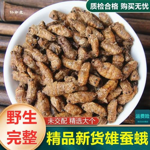 透明玻璃罐中浸泡金黄色雄蚕蛾的药酒特写，展示家庭泡酒的经典形态_1