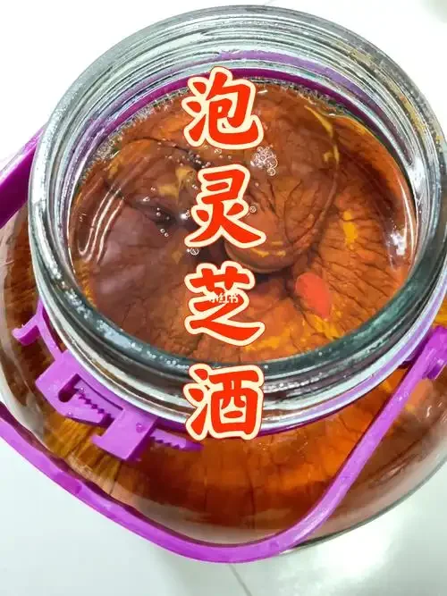 专业酿酒师展示的泡制中的灵芝酒特写，灵芝形态完整，酒液呈诱人的琥珀色。_1