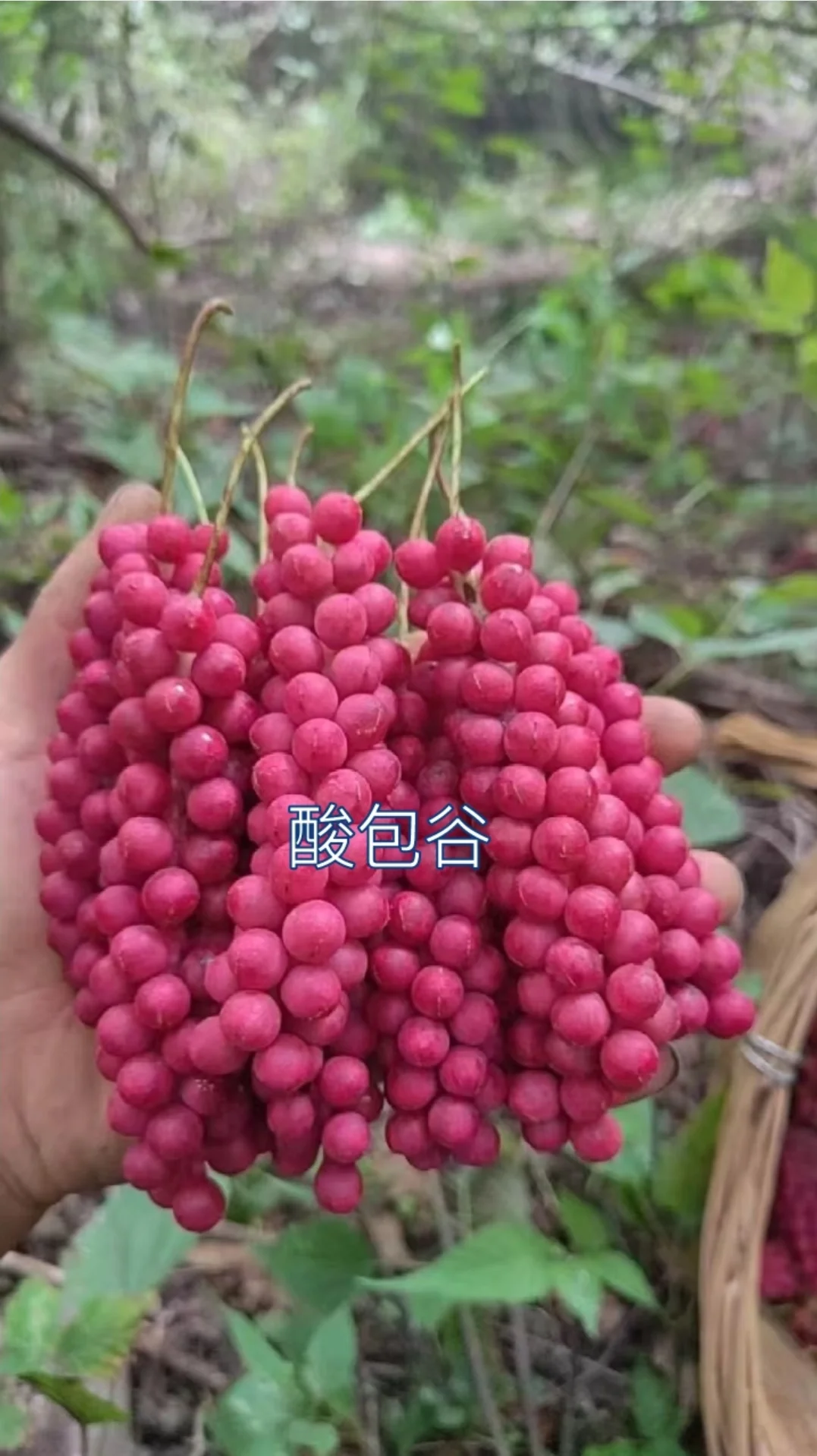 自制五味子养生药酒的特写照片，展示浸泡在酒中的红色五味子颗粒_1