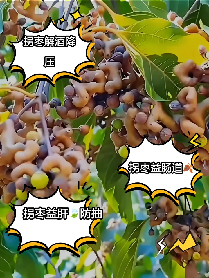 拐枣泡酒过程展示：透明玻璃罐中浸泡着拐枣与琥珀色酒液，旁边配有新鲜拐枣和黄冰糖。_1