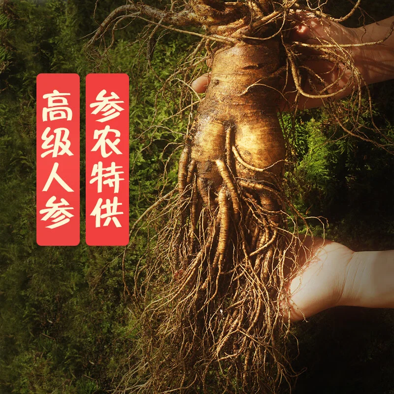 一瓶已浸泡完成的野山参酒特写，酒液呈琥珀色，人参形态完整，展示家庭自酿人参酒的理想状态。_1