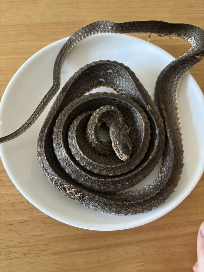 酿酒老师傅展示用于蛇泡酒的当归、枸杞、人参和黄芪等中药材_1