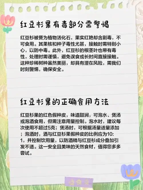 红豆杉果酒酿造过程：玻璃罐中浸泡的红豆杉果实与酒液_1