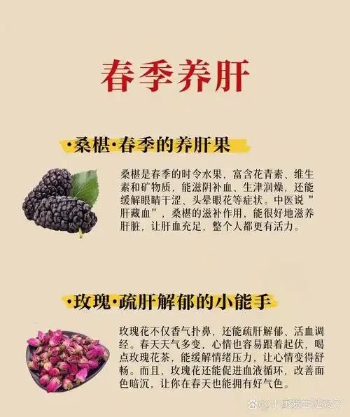 酿酒师在家庭工作台前专注检查用于泡酒的桑葚干品质_1