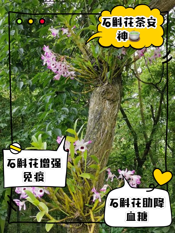 家庭自制铁皮石斛花泡酒特写，透明酒坛中金黄色花朵清晰可见_1