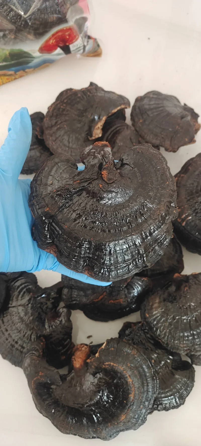 泡制好的黑灵芝酒展示：透明酒坛中琥珀色酒液与黑灵芝切片_1