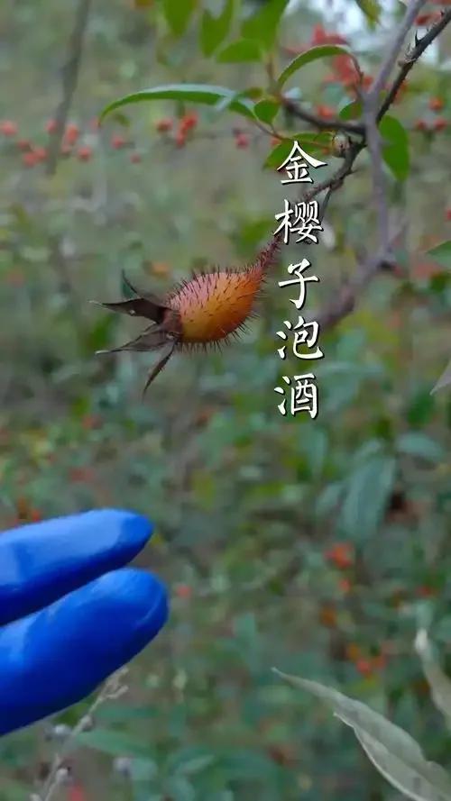 金樱子泡酒处理对比：完整带刺果实与已去籽果肉的特写_1