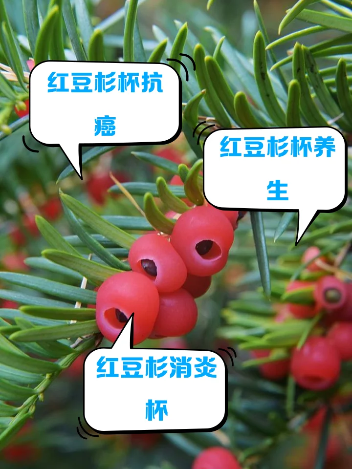 红豆杉木片浸泡在玻璃罐白酒中，展示传统泡酒过程_1