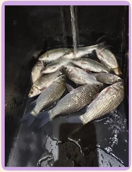 一罐正在泡制的金黄色酒泡麦子特写，旁边摆放着鱼竿和一条刚钓起的鲫鱼，展示钓鱼窝料的制作与成果。_1